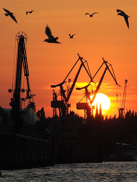 Fotografie Hamburg; Sonnenuntergang im Hamburger Hafen; Hafenkrne, Mwen.  011_67_4525 Die Sonne geht im Hamburger Hafen unter - vor dem roten Abendhimmel zeichnen sich die Silhouetten der Hafenkrne und fleigenden Mwen ab.