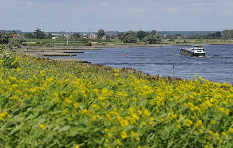 011_26066 ein Binnenschiff fhrt auf der Elbe Richtung Schleuse Geesthacht; auf dem Hamburger Elbdeich blhen gelbe Blumen - Steinbuhnen ragen in das Wasser. Die Elbebuhnen haben den Zweck die Fliessgeschwindigkeit im Fahrwasser der Elbe zu erhhen und dadurch auch das Versanden zu reduzieren.   www.christoph-bellin.d