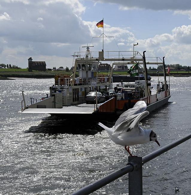 011_26068 die Elbfhre vom Hamburger Ufer beim Zollenspieker fhrt auf die andere Seite der Elbe, die zum Bundesland Niedersachsen gehrt - eine Mwe breitet ihre Flgel zum Abflug. Die Autofhre verkehrt vom 1. Mrz bis 30. November auf der Elbe.  www.christoph-bellin.de