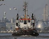 011_26034  Der 30m lange Schlepper Bugsier 20 verlsst  den Khlbrand und fhrt Richtung Elbe - Mwen begleiten den 13 Knoten schnellen Hafenschlepper. Rechts die Faultrme vom Klrwerk der Hamburger Wasserwerke auf dem Kattwyk, links ist das Brogebude Dockland am Hamburger Elbufer zu erkennen.   www.christoph-bellin.de