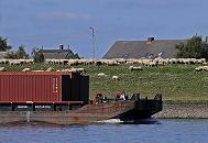 011_26067 ein Schubschiffverband mit einem Containertransporter fhrt elbaufwrts - auf dem Elbdeich weidet eine Herde Schafe. Hinter der Deichkrone sind die Dcher der Huser zu erkennen.  www.christoph-bellin.de