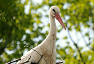 3120_7219 Nest mit einem Weissstorch im Hamburger Stadtteil Allermhe.