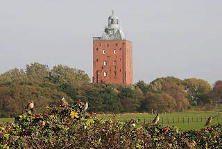 0713 Hamburgs Stadtteil Neuwerk - Wiesen mit Leuchtturm - Ältestes Gebäude Hamburgs, 1310.