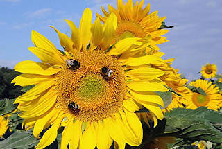 0621 Feld mit blhenden Sonnenblumen - Landwirtschaft in Hamburg Ochsenwerder. Hummel sitzen auf einer Blte.