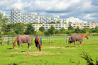 8329 Pferdewiese mit grasenden Pferden im Hamburger Stadtteil Osdorf - im Hintergrund Hochhuser / Wohnhuser am Osdorfer Born.