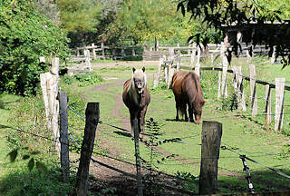 7299 Weide mit zwei Ponies in Hamburg Schnelsen - Wendlohstrasse.