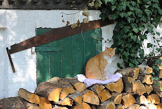 8419 Holzstapel vor dem Haus - eine Katze sitzt auf dem geschichteten Feuerholz. Eine Zweimann Schrotsge hngt an der Hauswand.