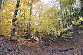 1710 Alsterwanderweg in Hamburg Wellingsbttel; Herbstwald, Herbstlaub auf dem Waldboden.