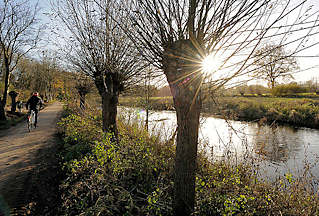 3469 Fussweg am Ufer der Trave - Kopfweiden am Fluss in Bad Segeberg. Die Sonne scheint durch die Zweige einer kahlen Weide - Gegenlichtaufnahme.