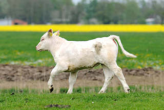 1692 Weisses Kalb auf einer Weide in Kollmar - im Hintergrund ein blhendes Rapsfeld.