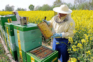 1285 Der Imker hlt die Honigwabe in der Hand - Bienenstcke; Rapsblte in Seestermhe.