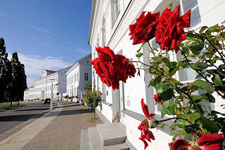 3769 Rosenstrauch mit roten Rosen - klassizistische Architektur des Circus Putbus / Rgen.